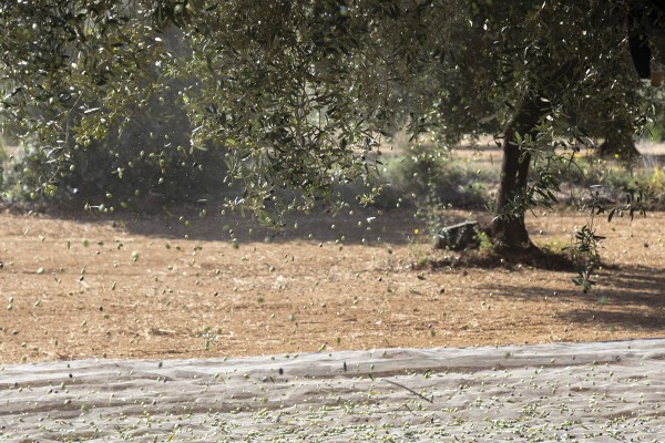 Fuego y clima arrasan el 90% de olivar en el despoblado corazón de Castellón