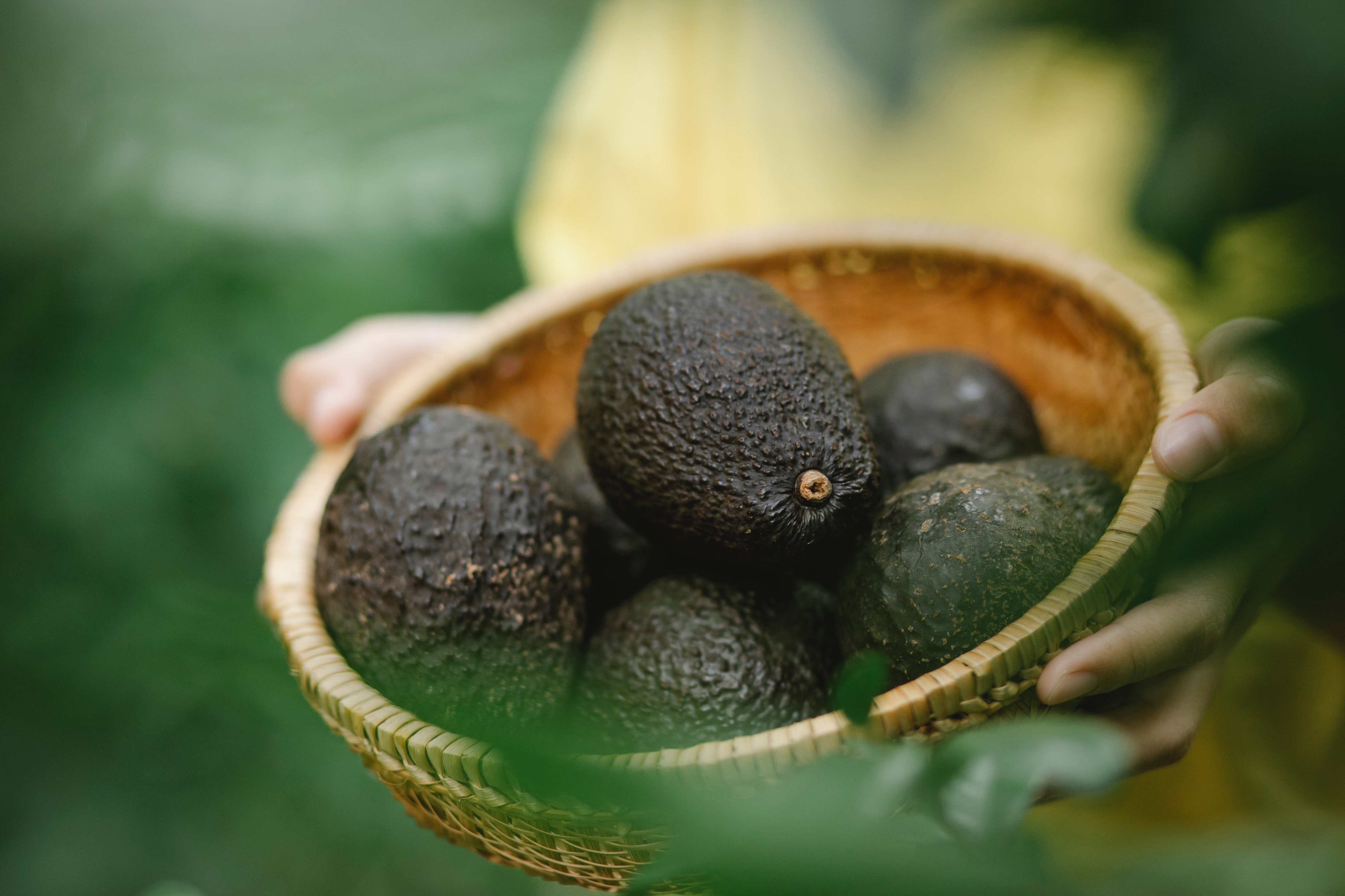 El aguacate valenciano se puede consumir ya durante todo el año