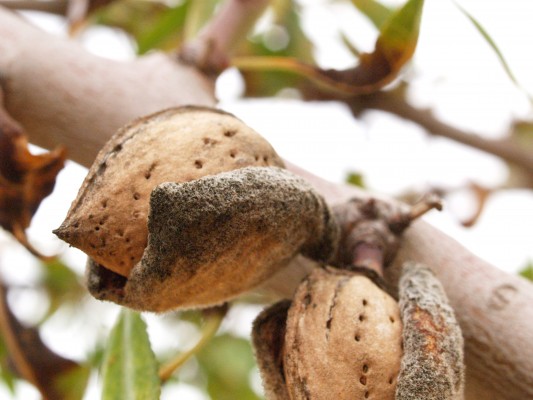 Los productores de almendra ven 