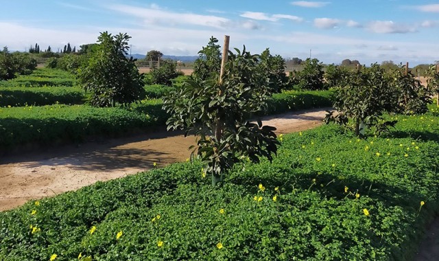 Un proyecto valenciano investigará el manejo de una fertilización más ecoeficiente del aguacate