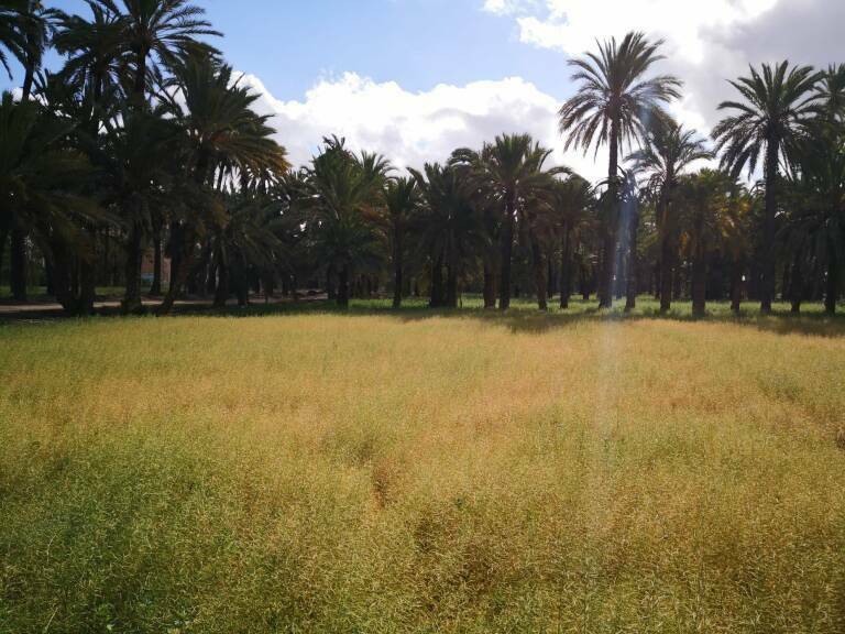 XXII aniversario del palmeral como Patrimonio Unesco, nada que celebrar