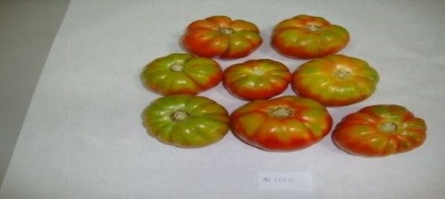 La UMH crea una línea de tomate Muchamiel y Pera con resistencia genética a virus