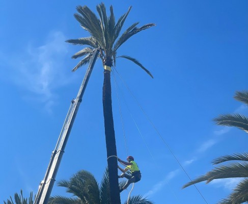 Más de un millar de personas celebran el aniversario Unesco del Palmeral en el Hort de Felip
