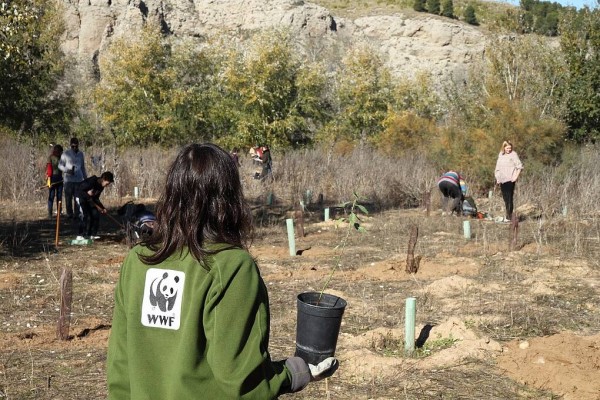 Voluntarios plantan más de 1.000 árboles en zonas arrasadas por el fuego