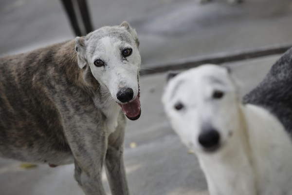 Más de 20 entidades de protección animal apelan a la colaboración para la vida digna de los animales