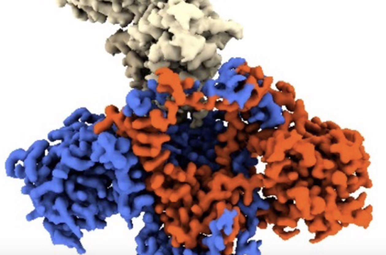 Descubren el mecanismo que ayuda a virus como la viruela del mono a burlar el sistema de defensa celular
