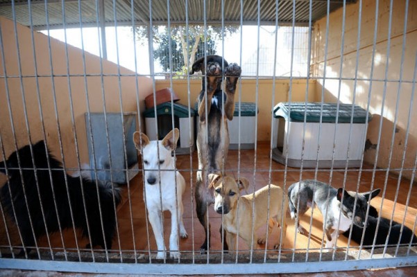 El CGPJ aprueba por unanimidad el informe sobre la desproporción en las penas de la ley de maltrato animal