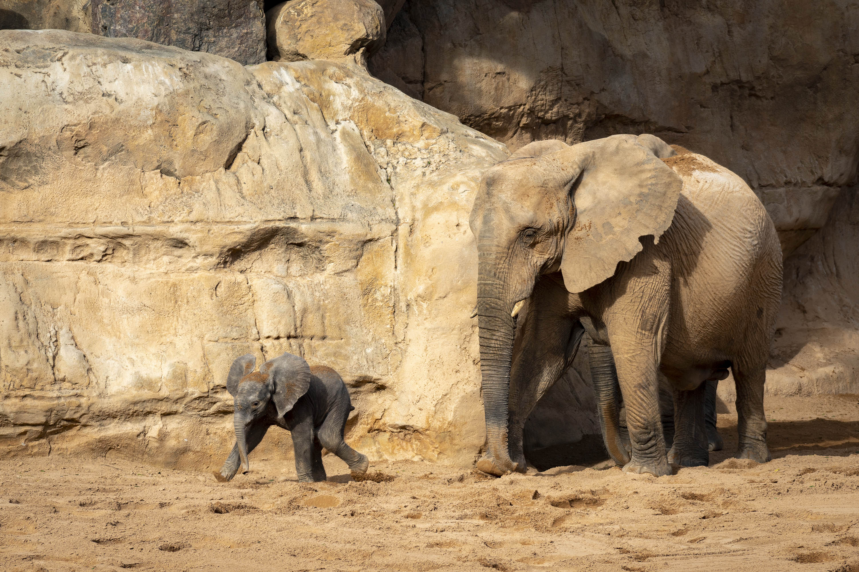 Foto: BIOPARC - 