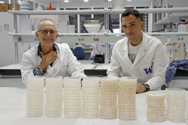 Investigadores de la UA descubren un repelente contra el temible picudo negro de la platanera
