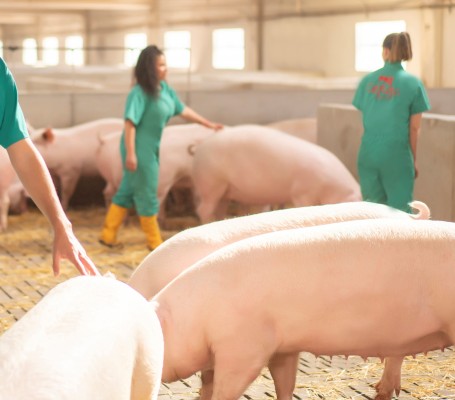 El Pozo Alimentación y Cefusa miden el bienestar animal gracias al desarrollo del proyecto ClearFarm