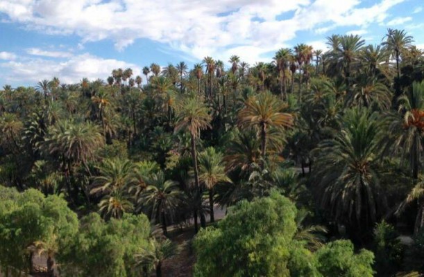 Estos son los 14 colectivos que nombra Elche para el nuevo Patronato y la Junta Gestora del Palmeral 