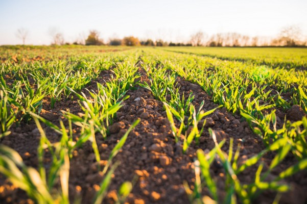 Alerta en el campo: no hay relevo generacional para la agricultura