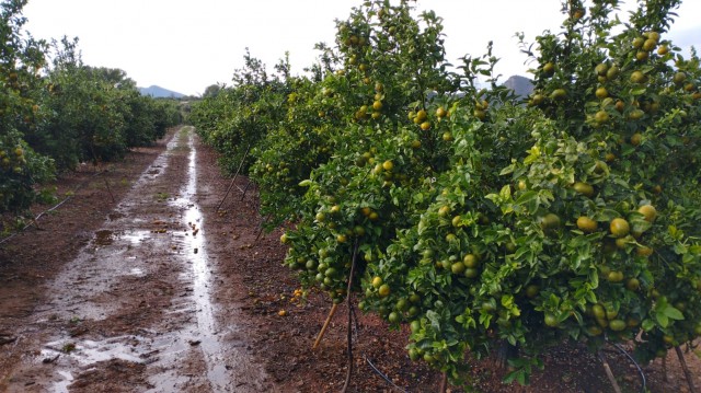 El pedrisco daña 1.300 hectáreas de cultivos, pero la lluvia también beneficia a la naranja