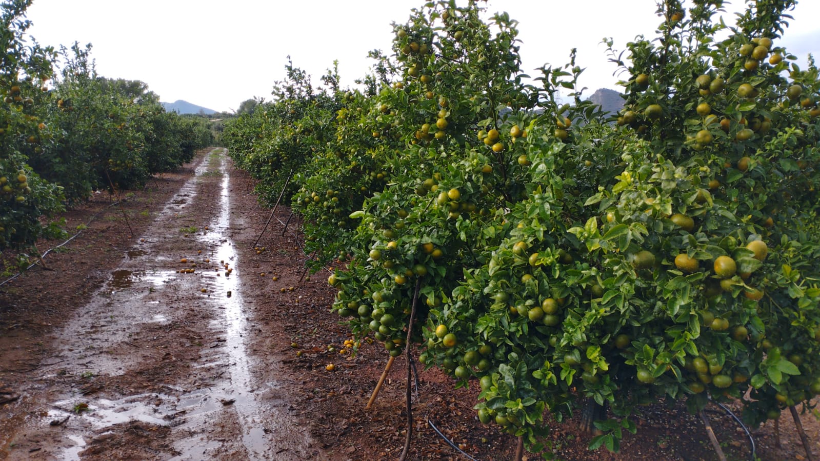El pedrisco daña 1.300 hectáreas de cultivos, pero la lluvia también beneficia a la naranja