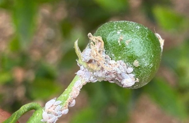 La Diputación impele la creación y mantenimiento de insectarios para el control del cotonet

