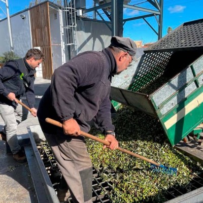 La Cooperativa de Viver produce un 90%  menos de aceite a causa de la sequía y el incendio de Bejís