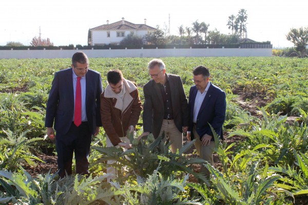El cultivo de la alcachofa de la Vega Baja crece en superficie y producción debido a su rentabilidad