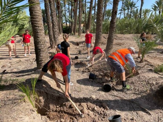 Elche renueva el servicio de prevención de plagas del palmeral con Baobab para dos años