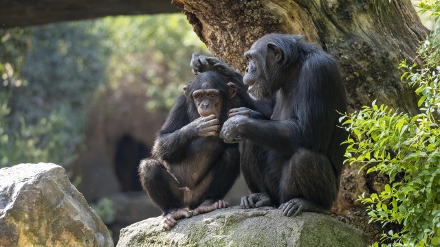 Muere Coco, el chimpancé de cuatro años nacido en Bioparc Valencia
