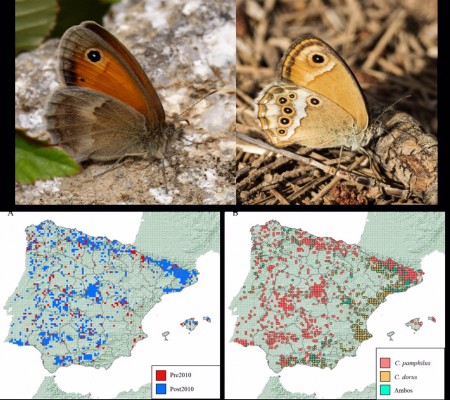 Alertan de la posible extinción local de una de las mariposas más comunes de la Península Ibérica
