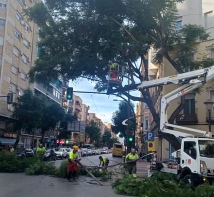 Adiós a un peligro en Murcia: podan una jacaranda inclinada de la plaza González Conde 