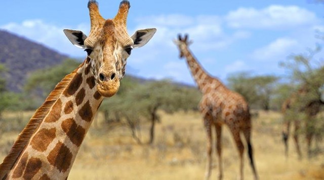 Las jirafas, en la lista roja de especies amenazadas