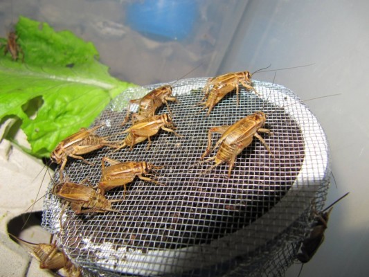 La cría masiva de grillos: una fuente de negocio para la start up ilicitana Insect Side