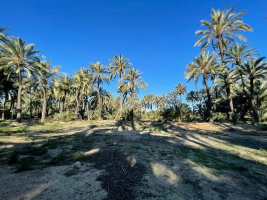 Elche licita el nuevo huerto urbano de Travalón y prohibirá a Edifica que concurra en el Ayuntamiento