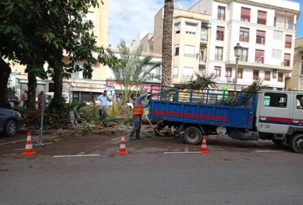 Los palmereros de Elche exigen que la Ley del Palmeral se despliegue para conservar la profesión