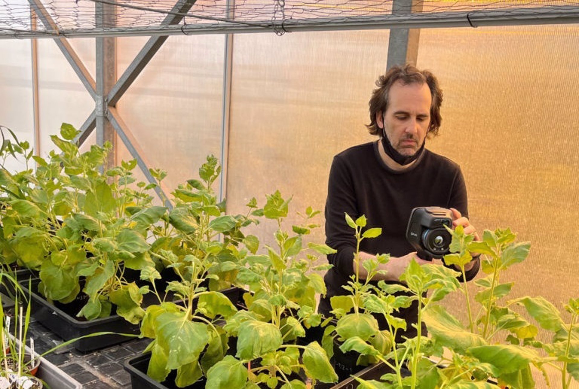 l artista Carlos Castellanos durante su residencia en uno de los invernaderos del Instituto de Biología Molecular y Celular de Plantas (Foto: IBMCP, CSIC-UPV) - 