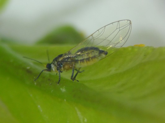 El vector africano de la plaga más mortífera de los cítricos se extiende ya por todo el litoral portugués