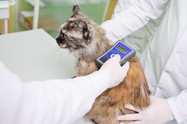 Los veterinarios advierten que la identificación obligatoria de gatos y hurones frena el abandono
