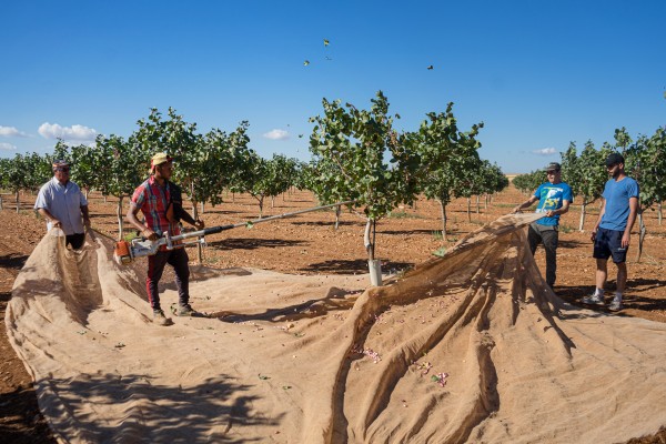 Les Corts apuestan por la agricultura ecológica como futuro de los cítricos