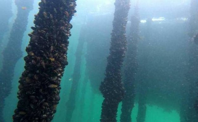 El dueño de Clóchinas Navarro obtiene el permiso ambiental para criar ostras, vieiras y zamburiñas en Santa Pola