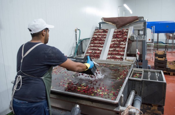 Una investigación de la UMH trabaja en aumentar el calibre de la cereza y alargar su comercialización
