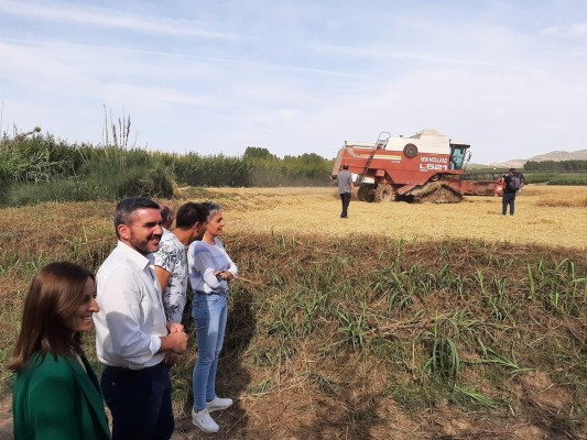 El 20% de la producción de arroz de Calasparra se destina a la exportación 