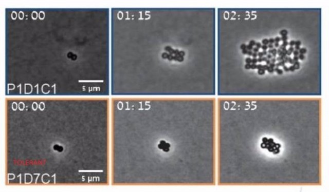 Descubren un nuevo compuesto que destruye la superbacteria MRSA
