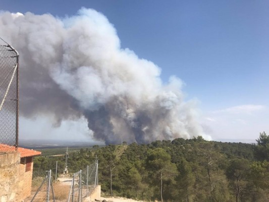 La UPV coordina el mayor proyecto europeo de investigación para la gestión forestal sostenible