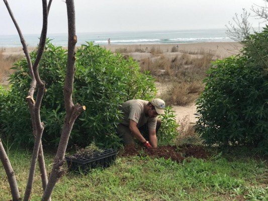 Castelló impulsa una nueva plantación de flora autóctona en la microrreserva del Serradal

