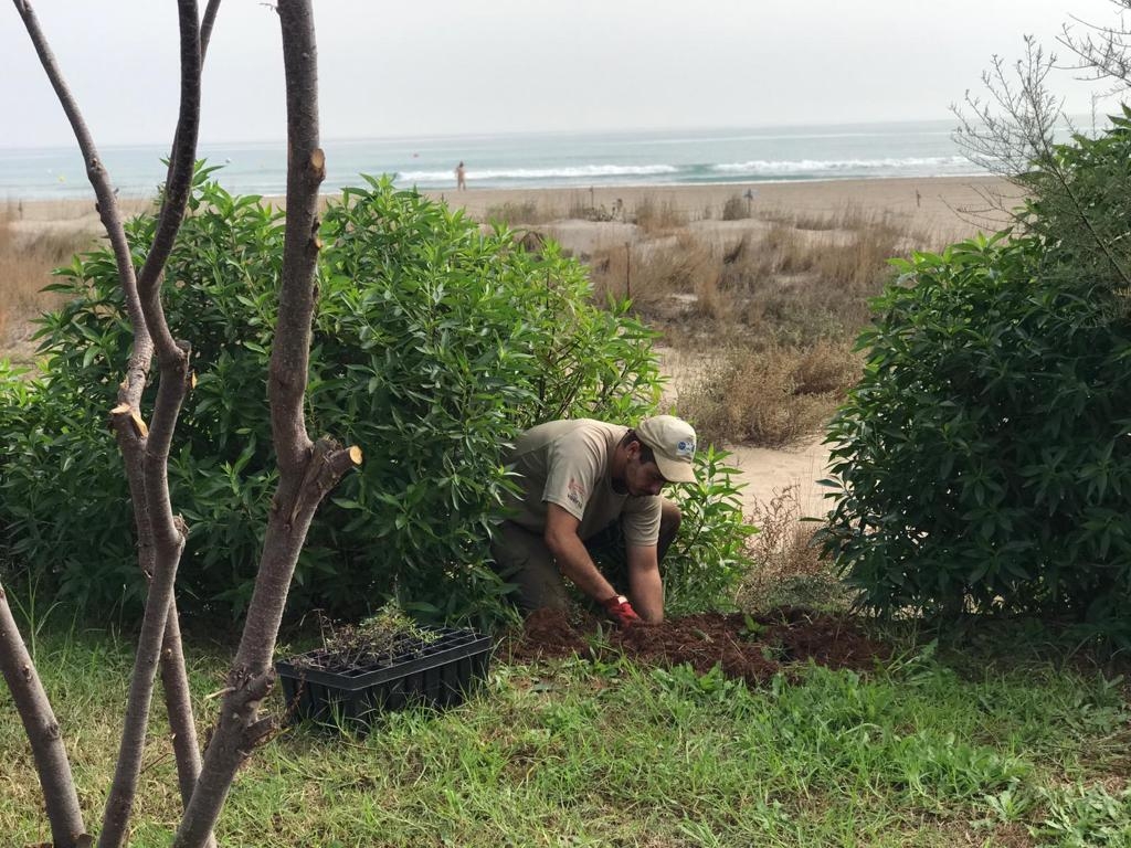 Castelló impulsa una nueva plantación de flora autóctona en la microrreserva del Serradal

