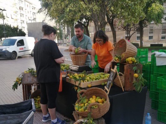 La Fira de la Taronja de Castelló arranca amb les primeres varietats de temporada