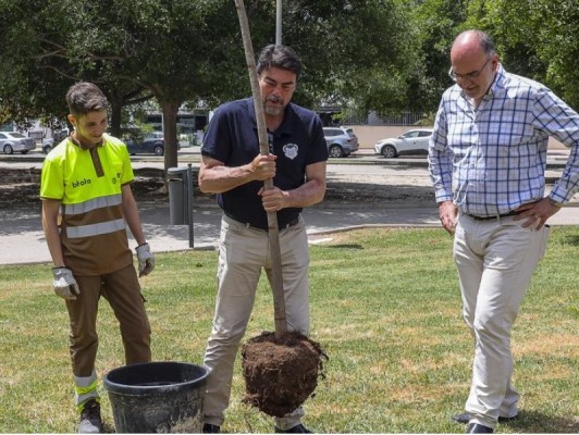 Alicante retoma el plan de reposición de arbolado con la plantación de otros mil ejemplares