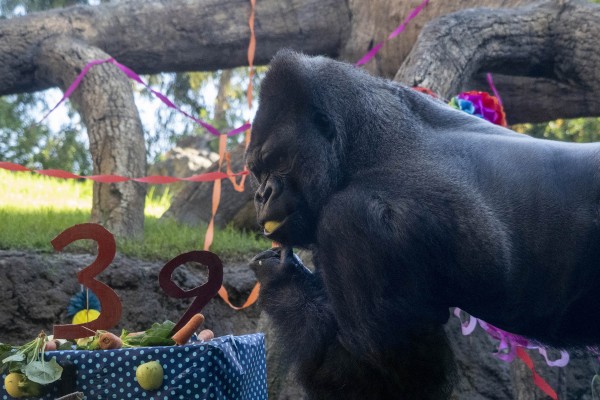Doble fiesta de cumpleaños de gorilas 
en Bioparc Valencia
