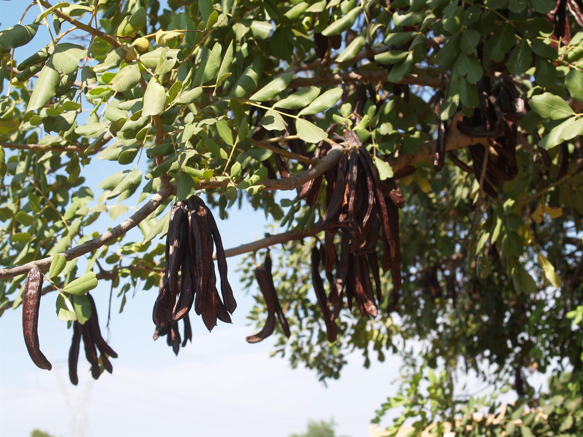 La Unió alerta de que se venden algarrobas de huertos diseminados 