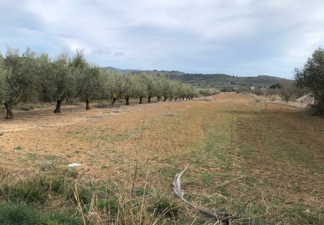 Hacienda contempla subastar varias parcelas localizadas en Alcalà de Xivert. - 