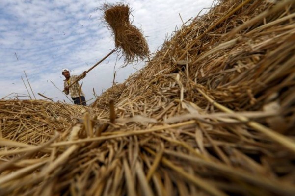 De residuo del arroz al calzado: AVI subvenciona un plan de UMH, Inescop, Analco y Unió de Llauradors
