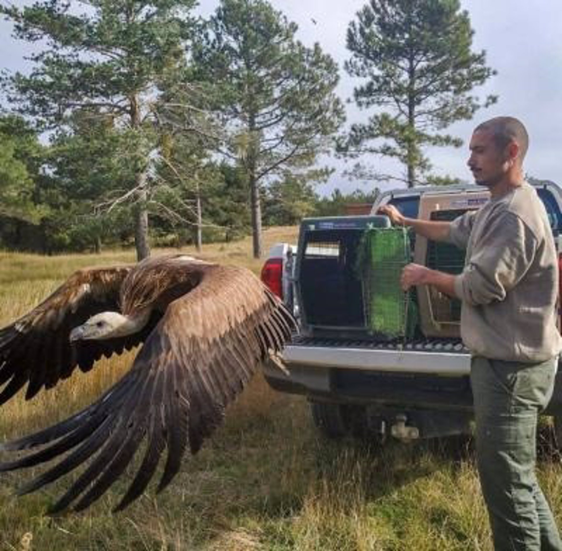 El Centro de Recuperación de Castellón bate el récord de atención de fauna con 1.100 animales