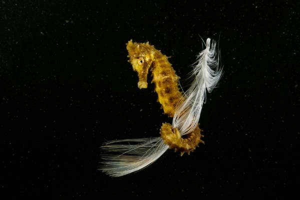 El cartagenero Javier Murcia, premiado en Italia por la fotografía de un caballito de mar aferrado a una pluma 