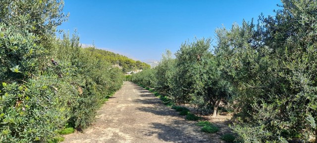 La Almazara dará servicio en las antiguas instalaciones de la Cooperativa Agrícola de Altea