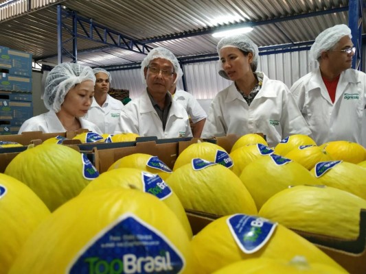 Citri&Co, radicada en Almassora, crea una nueva empresa en Brasil para exportar melones a UK